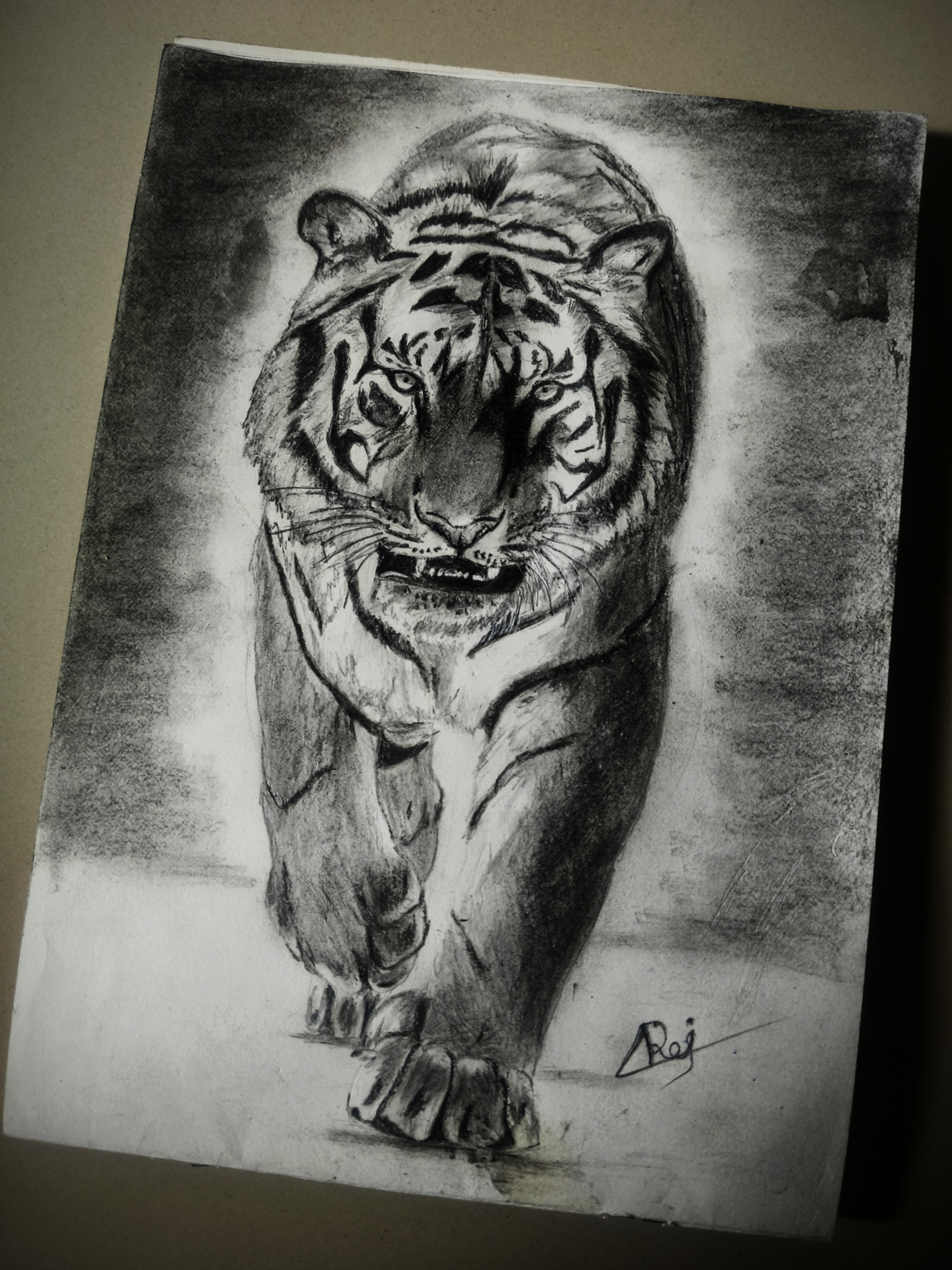 Fierce tiger walking charcoal drawing